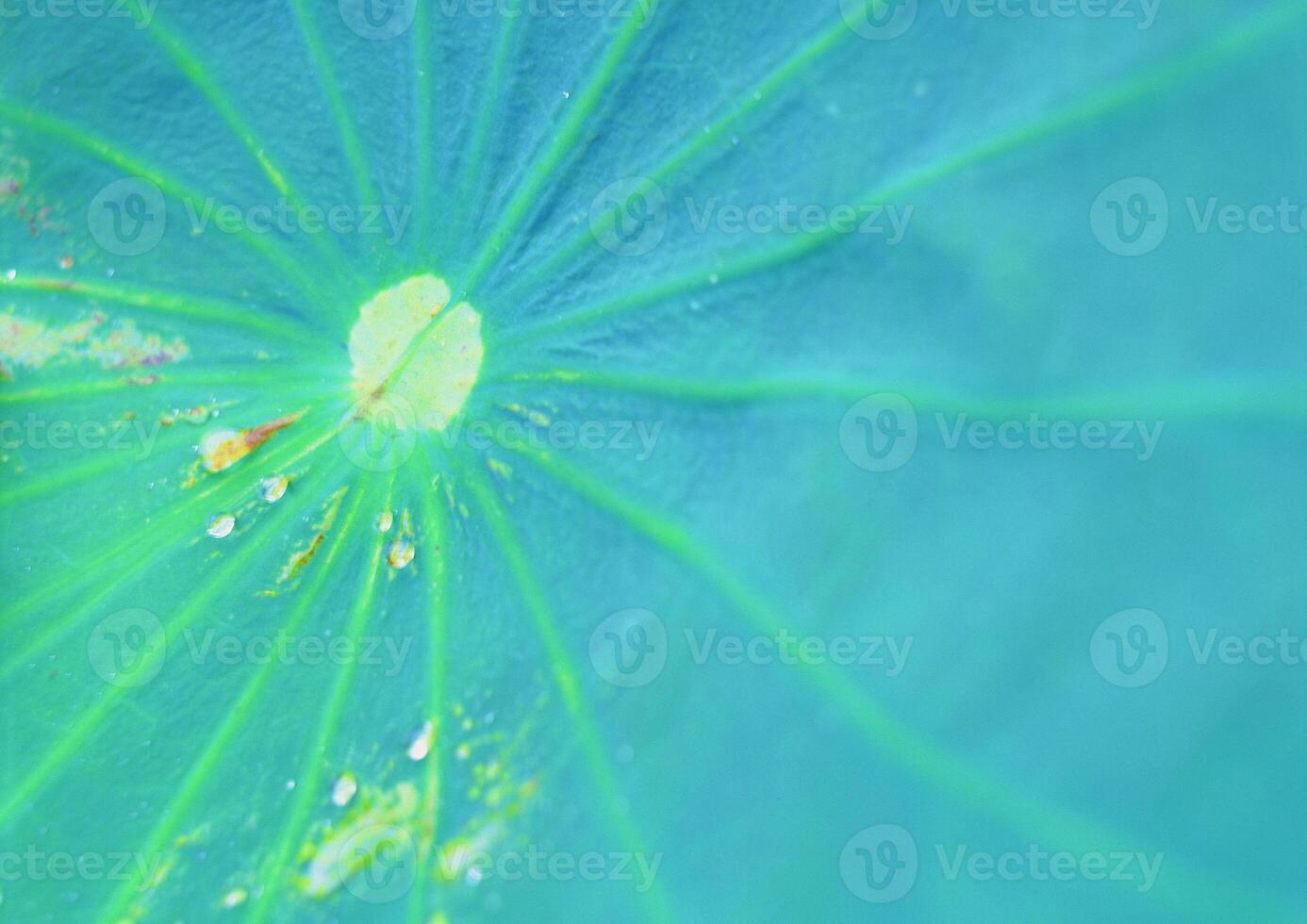 Leaves close view background. Leaf shape photo
