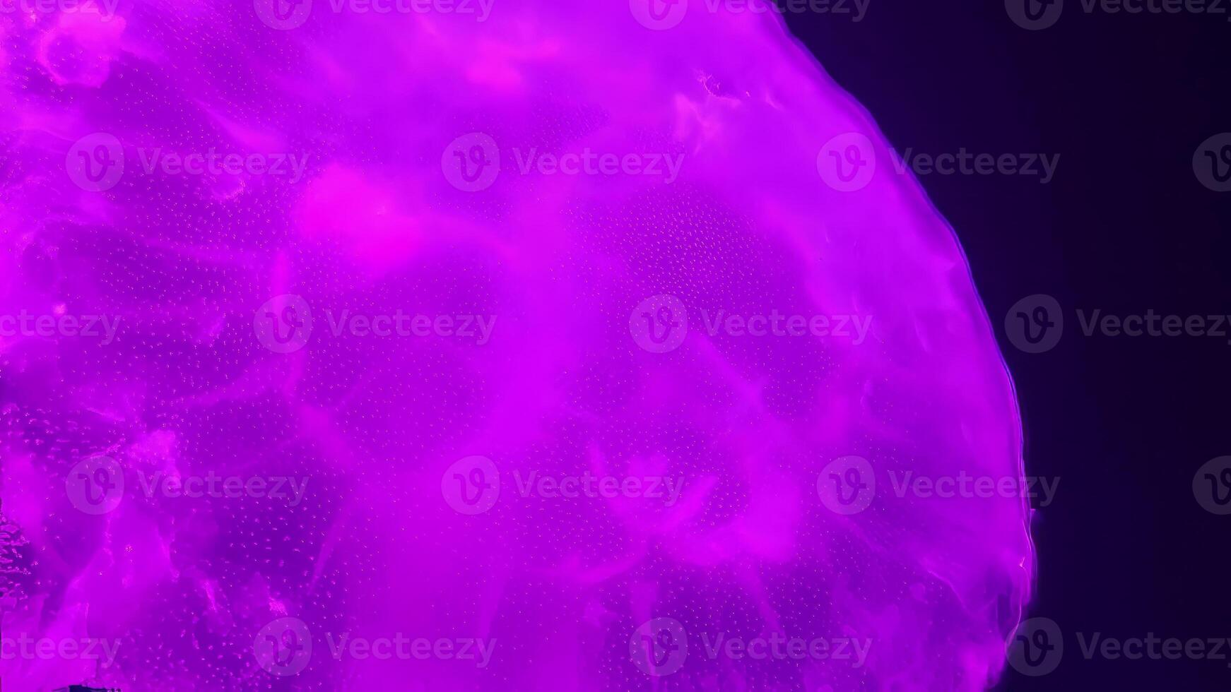 Jellyfish close view background, marine life photo