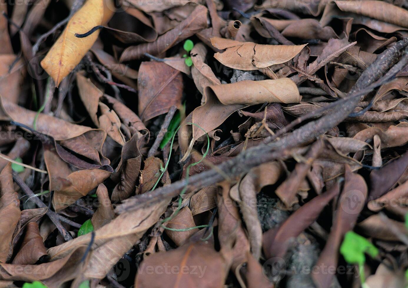 Leaves close view background. Leaf shape photo