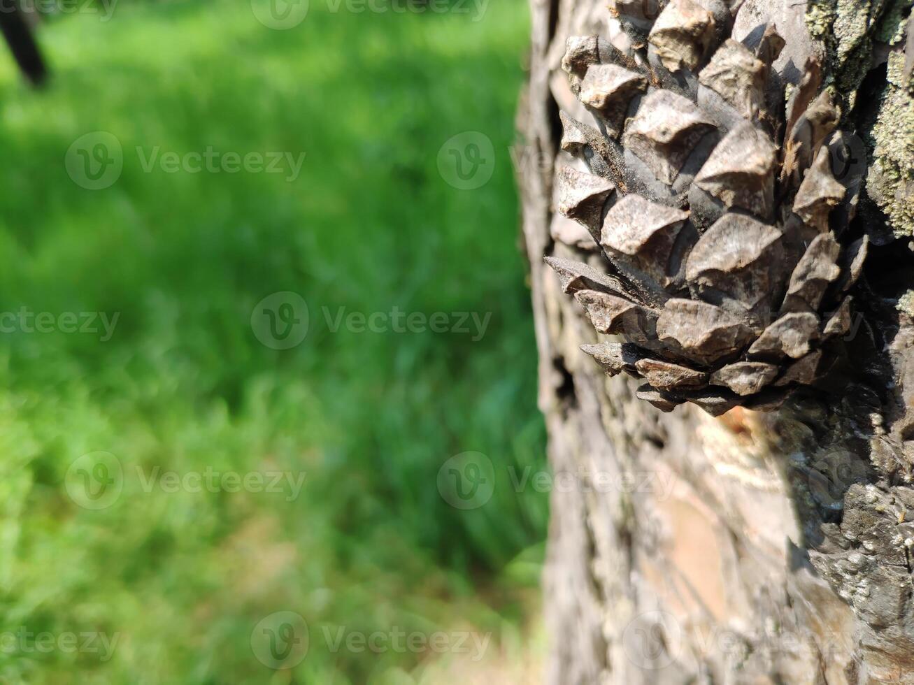 Pine cone close view nature background. Pine forest photo