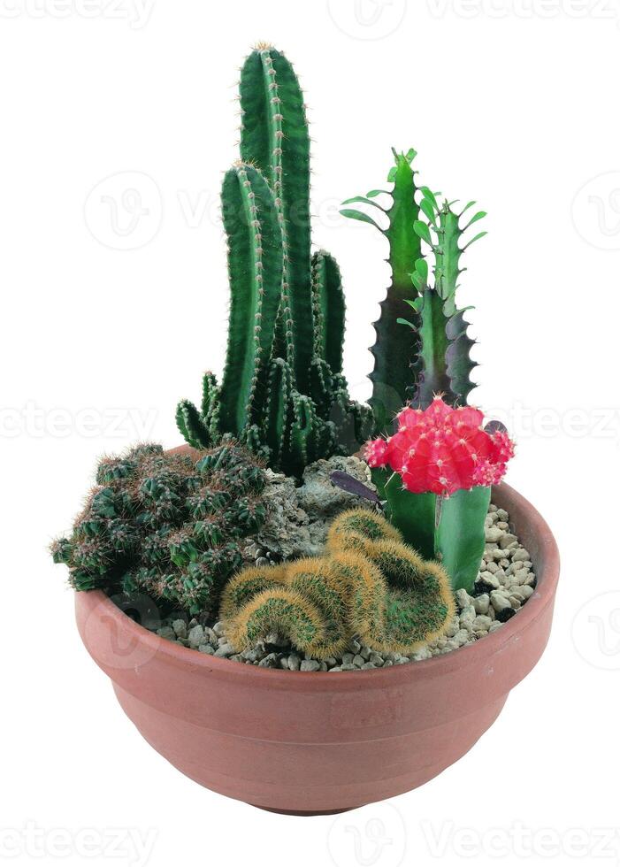 Cactus in a pot close view, potted cactuses isolated over white background photo