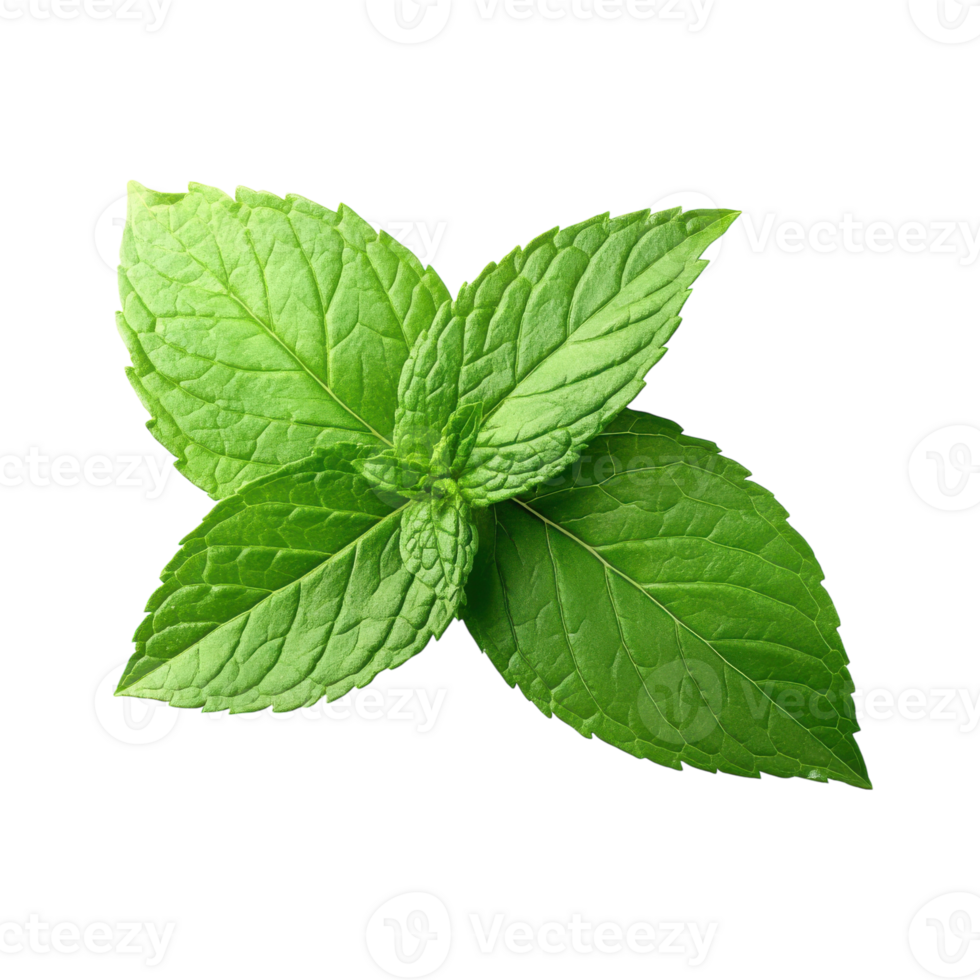 Fresh Mint Leaf for Culinary and Health Uses on Transparent Background png