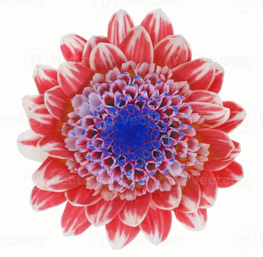 Flower shape isolated over solid background. Flower close view clipart template photo