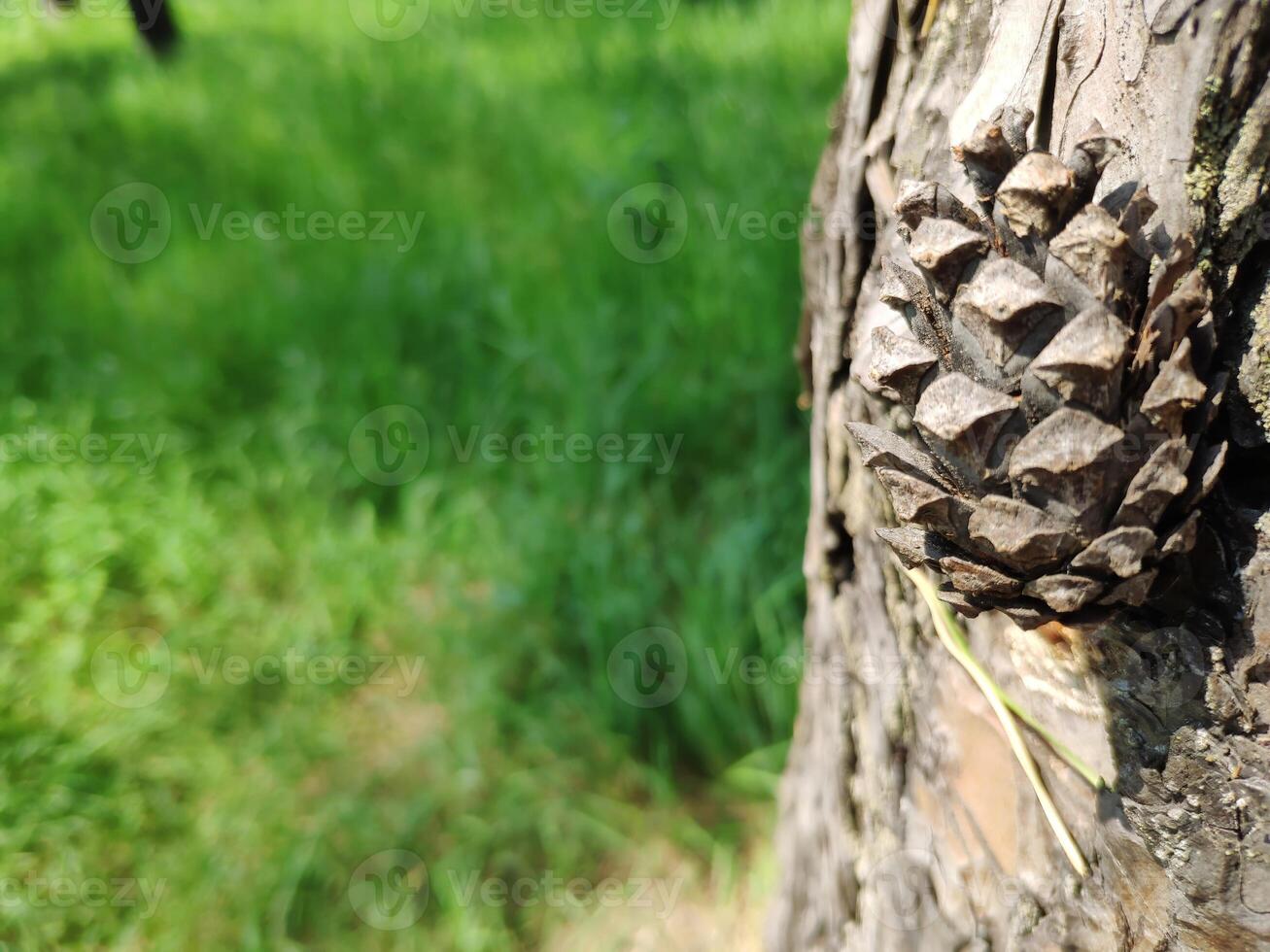 Pine cone close view nature background. Pine forest photo