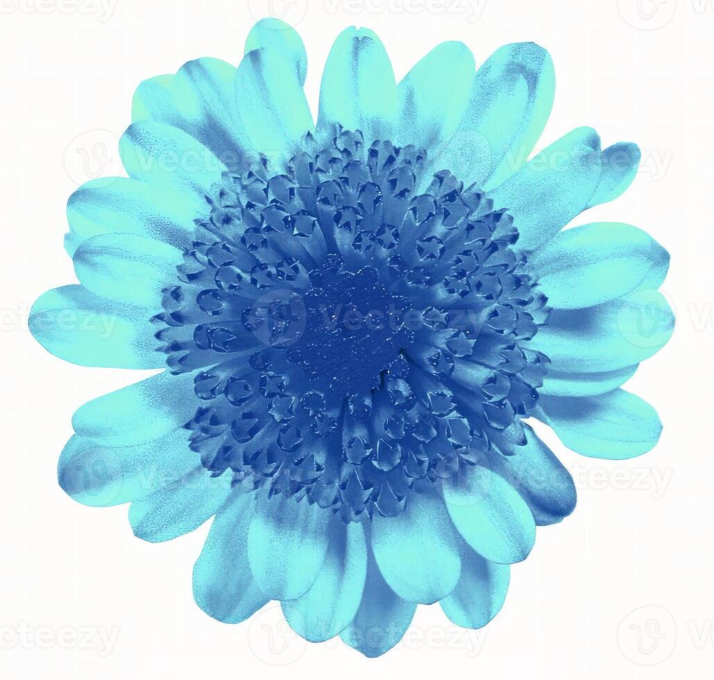 Flower shape isolated over solid background. Flower close view clipart template photo