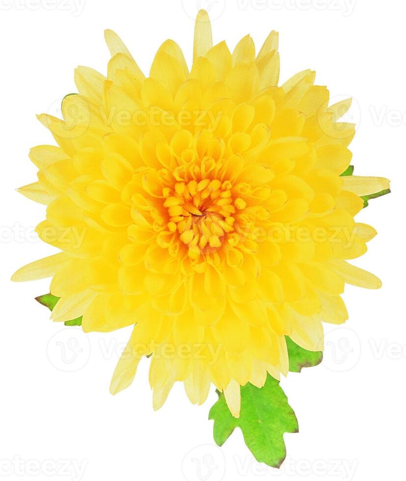 Flower shape isolated over solid background, flowers clipart photo