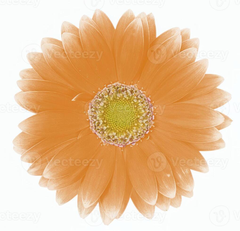 Flower shape isolated over solid background. Flower close view clipart template photo