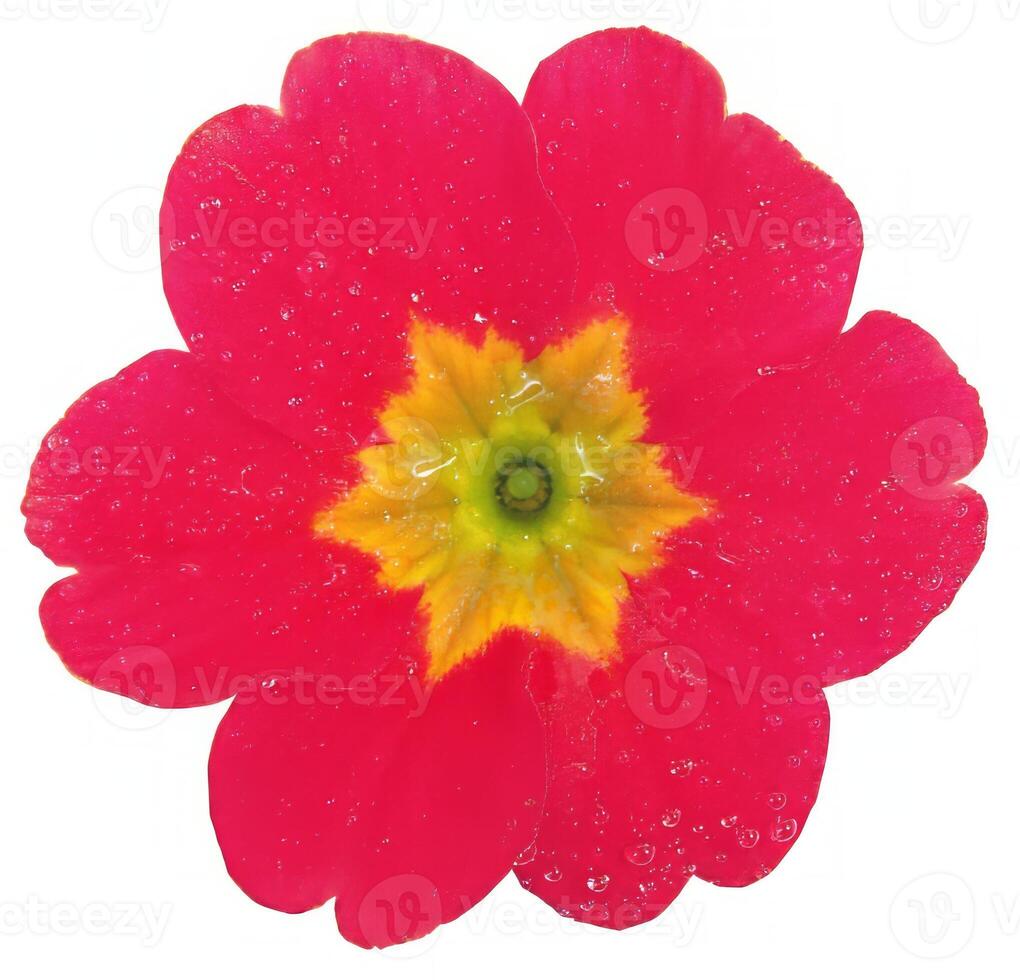 Flower shape isolated over solid background, flowers clipart photo