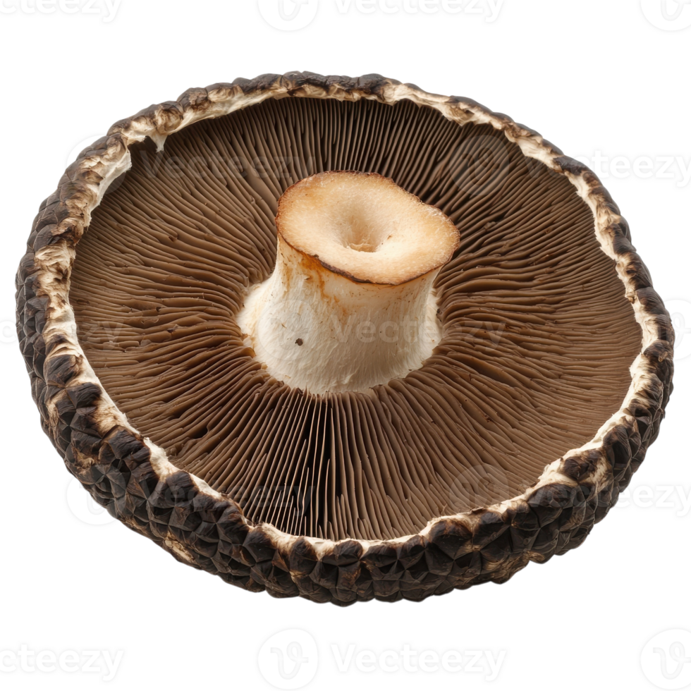 Close-Up of Fresh Truffle Mushroom for Culinary Inspiration on Transparent Background png
