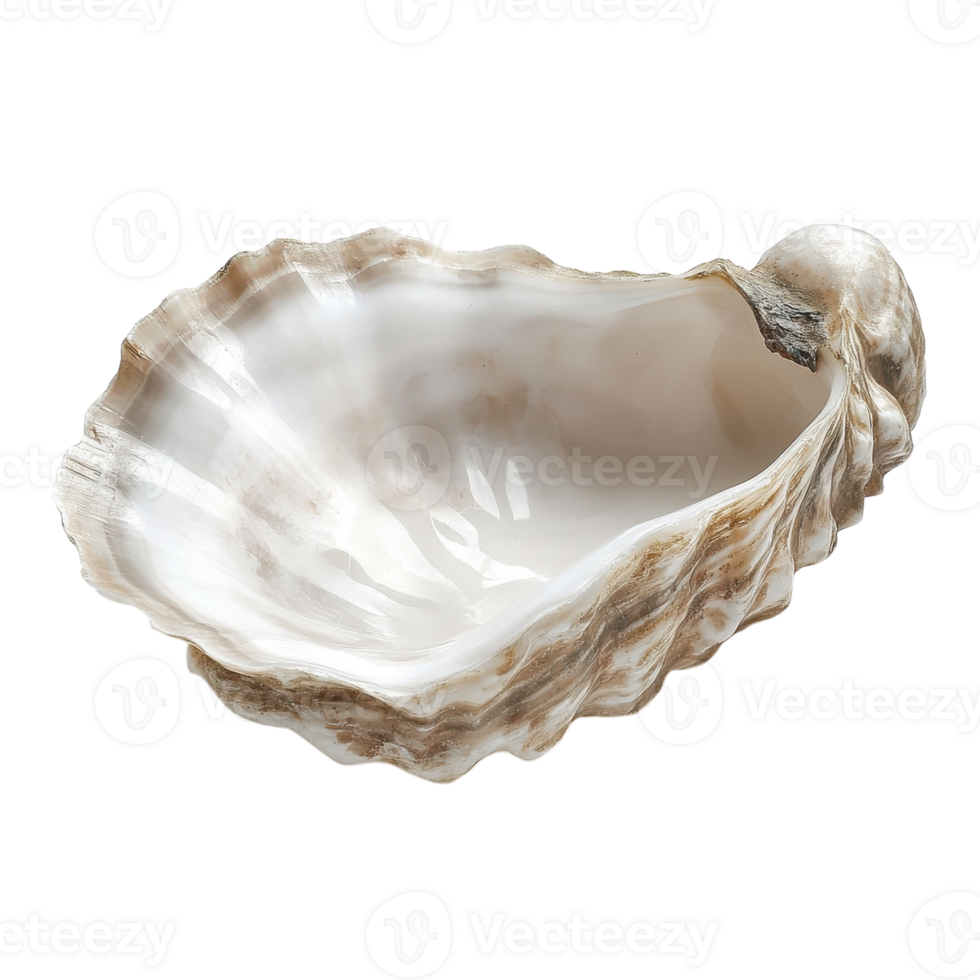 Detailed Close-up of Oyster Shell for Culinary and Educational Use on transparent background png