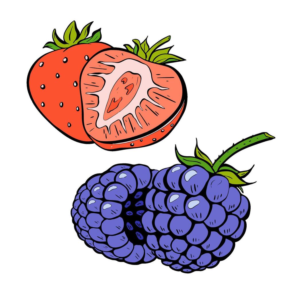 An Exquisite Illustration Featuring Fresh Strawberries and Blackberries Together. vector