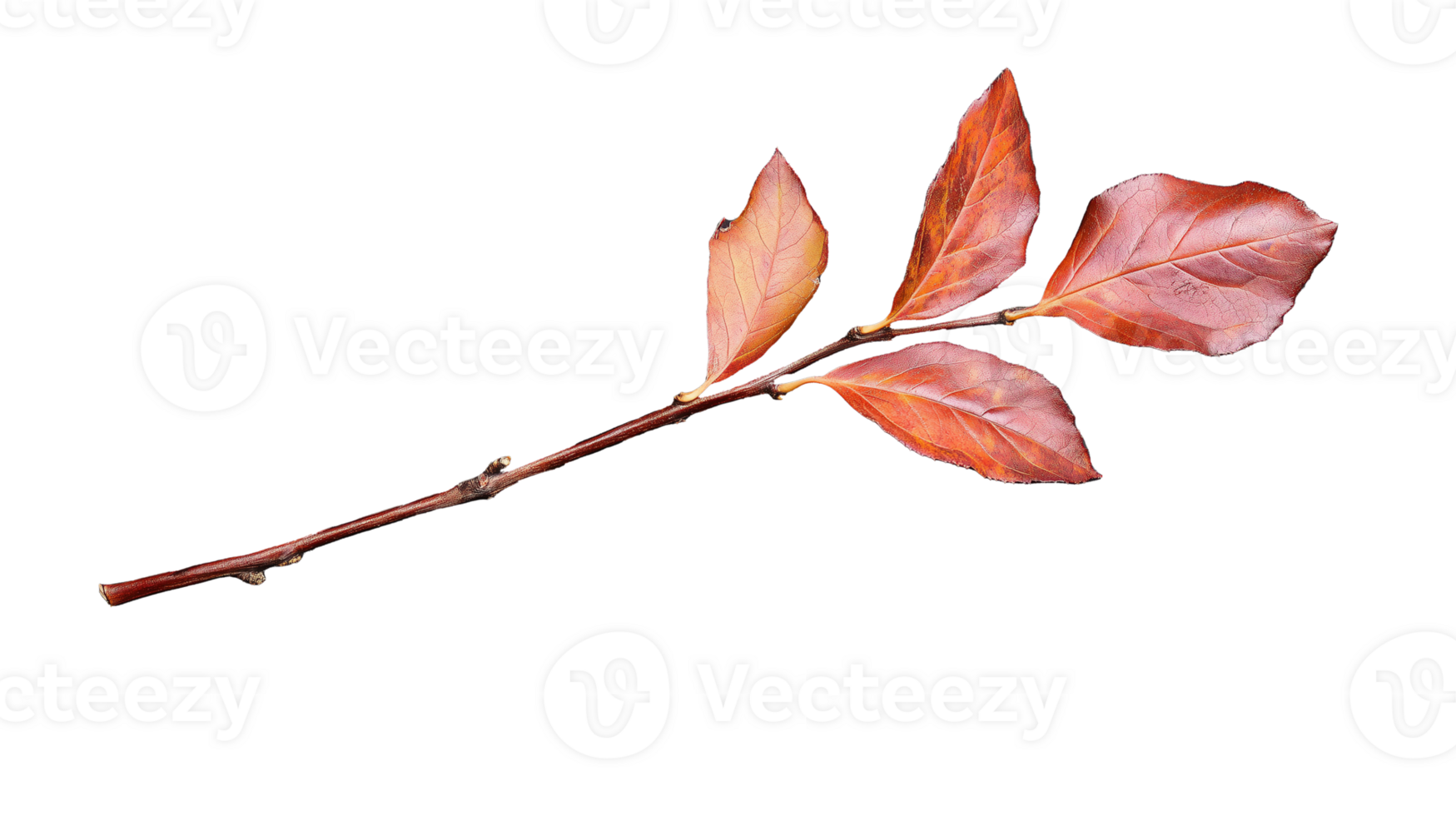 Brown autumn leaves on a branch with delicate structure on transparent background png