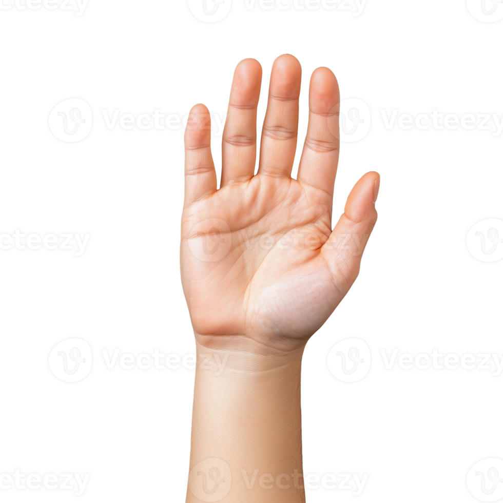Open human hand gesture with fingers spread on transparent background png
