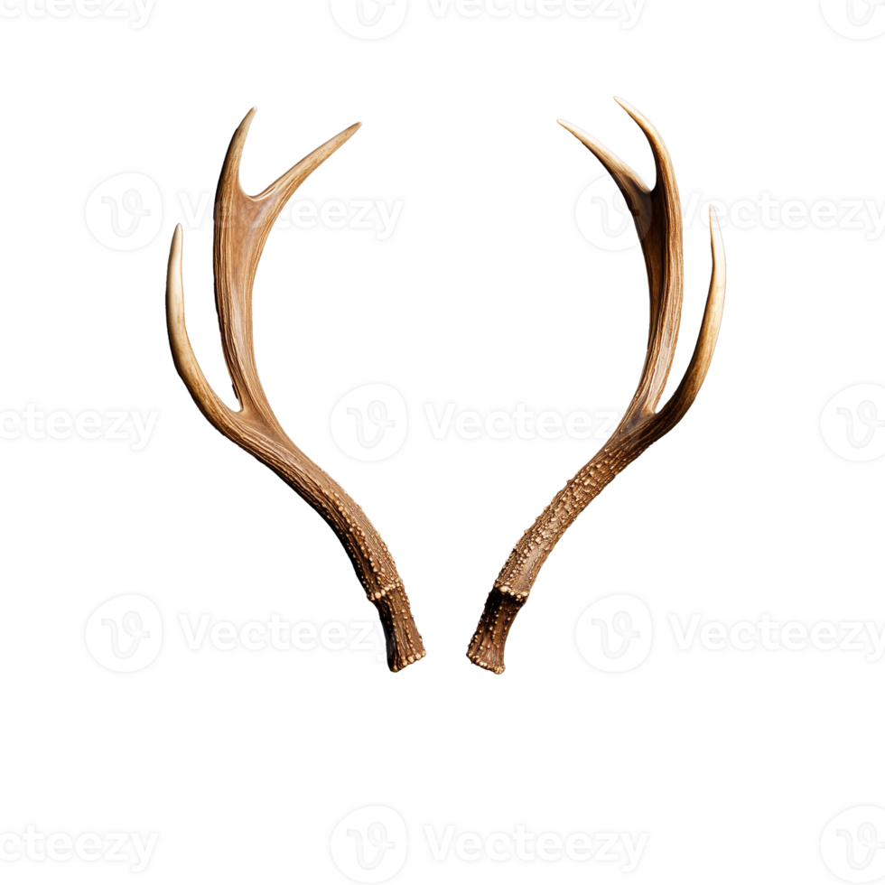 Majestic deer antlers symmetrical design on transparent background png