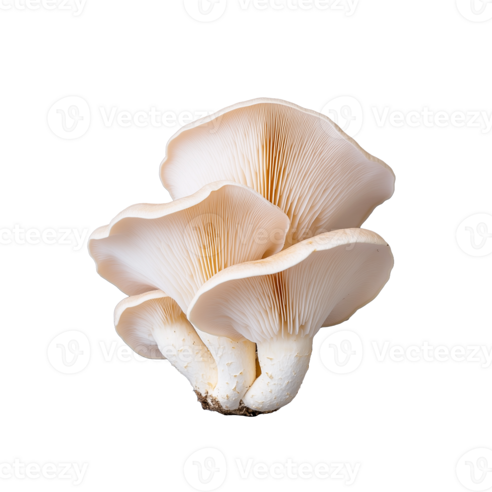 Fresh oyster mushrooms with delicate gills and smooth caps on transparent background png