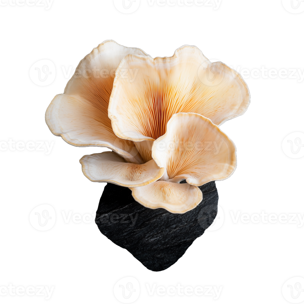 Realistic oyster mushroom on transparent background png