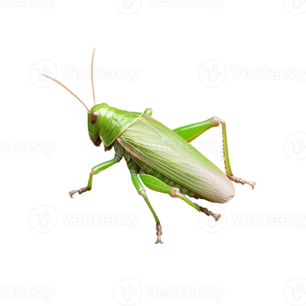 Green grasshopper with detailed wings and antennae on transparent background png