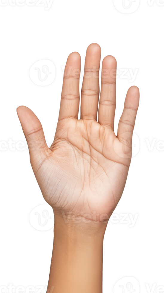 Open hand gesture showing palm with fingers extended on transparent background png