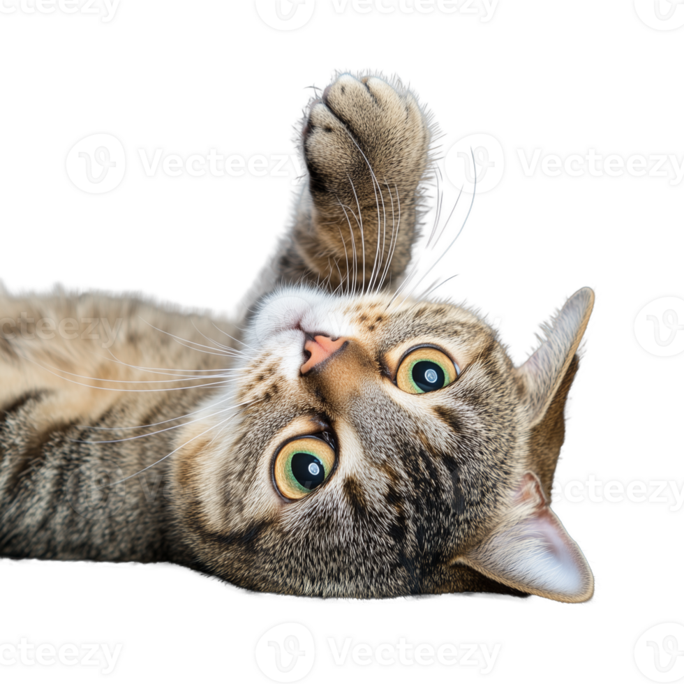 Playful tabby cat stretching with paws raised on transparent background png