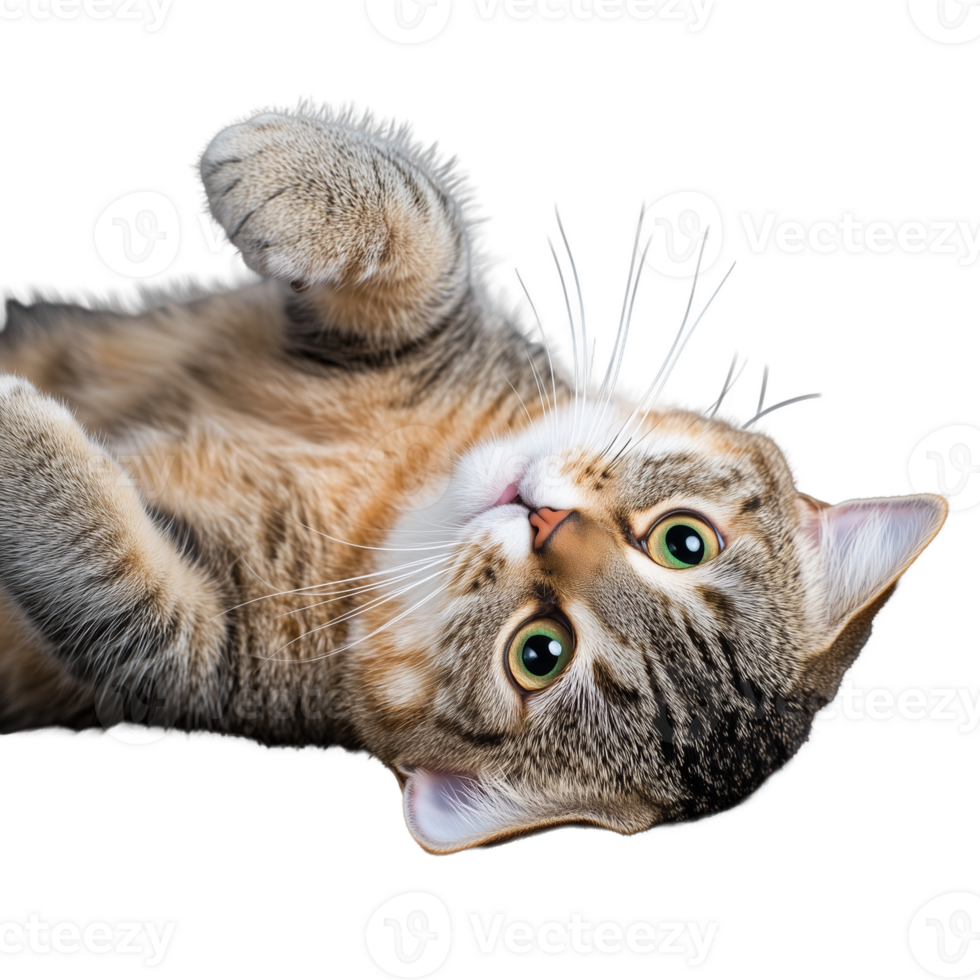 Playful tabby cat with green eyes lying upside down on transparent background png