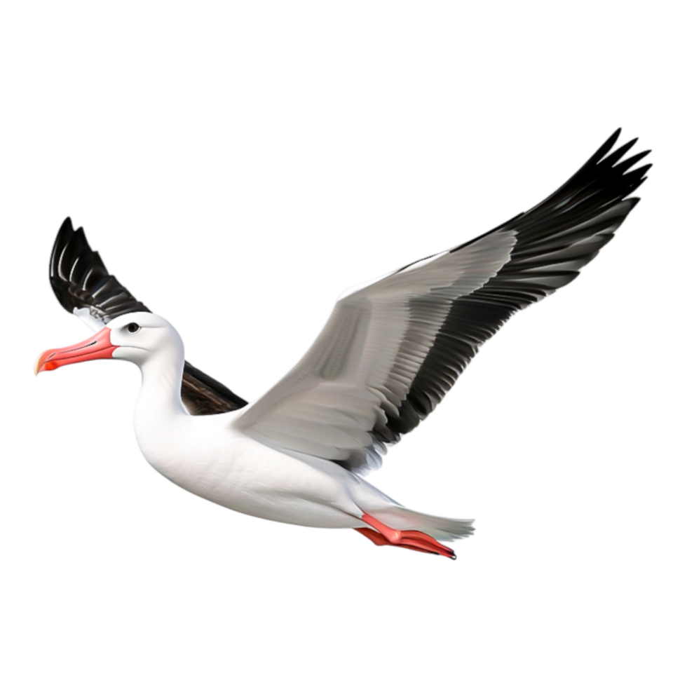 Flying Seagull with Outstretched Wings png