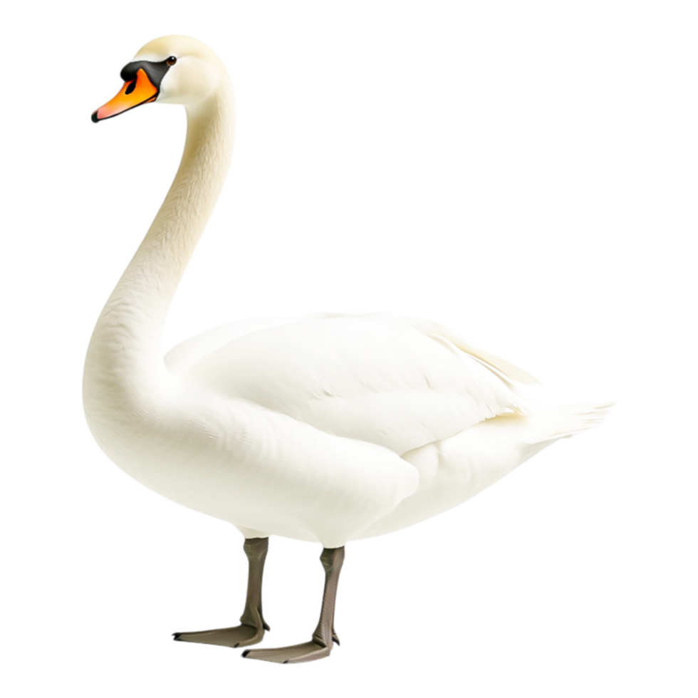 Elegant White Swan png