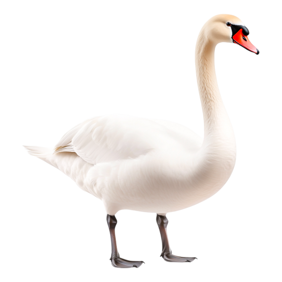 Elegant White Swan Standing Gracefully png