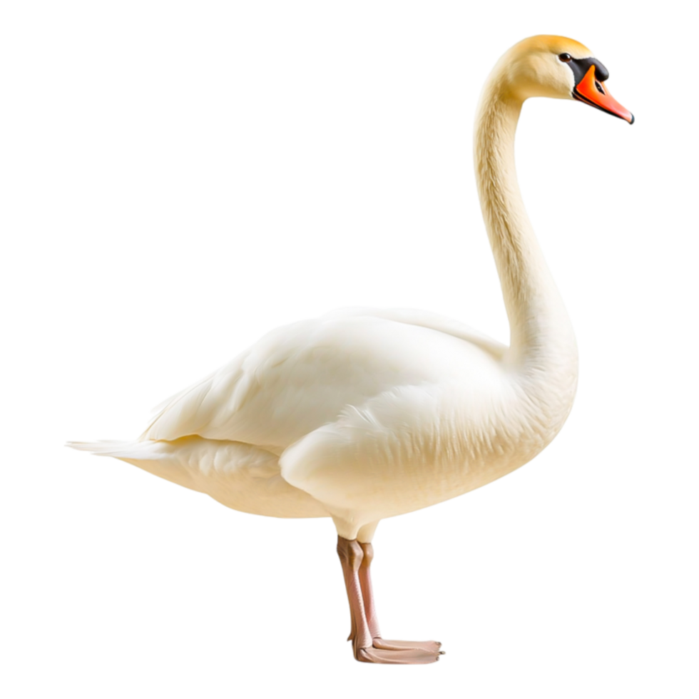 Elegant White Swan in Natural Pose png