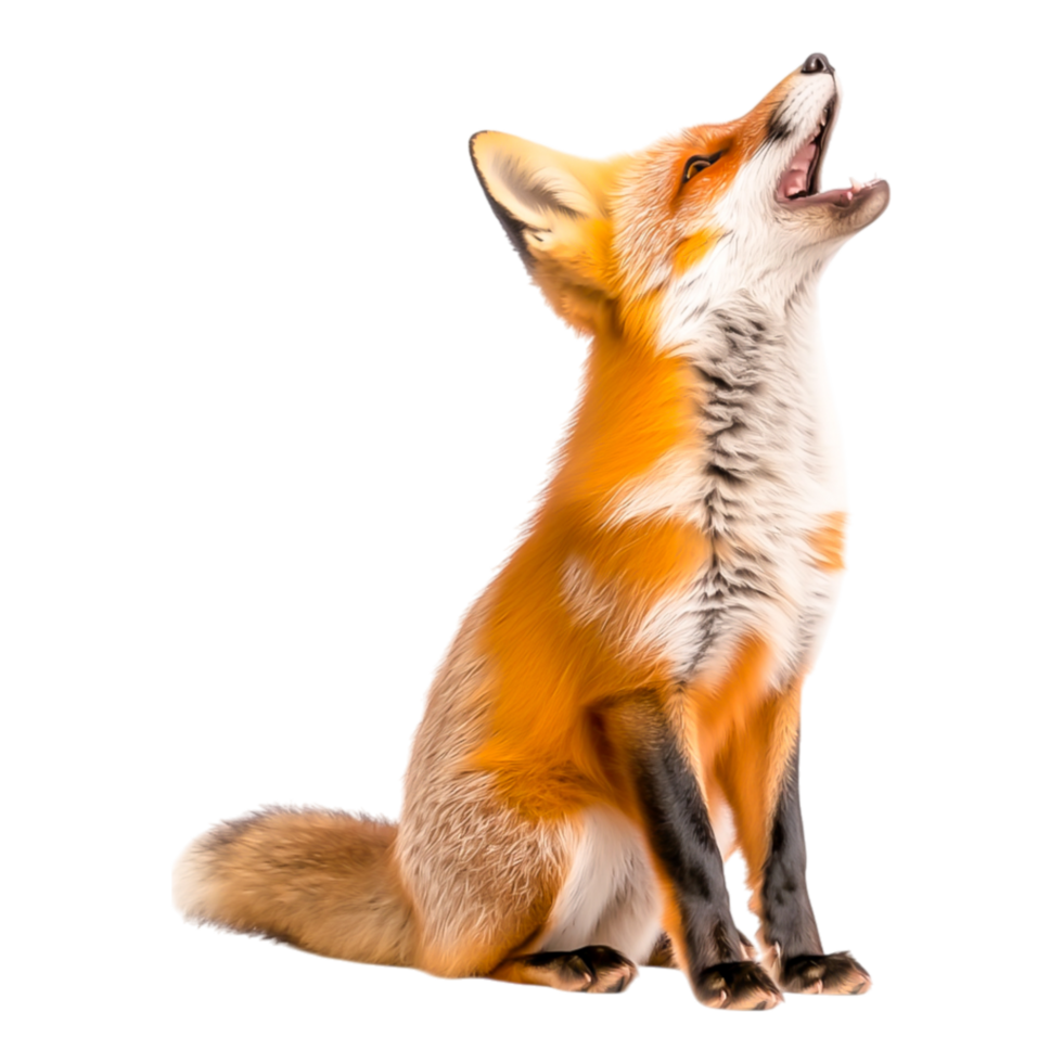 Curious Red Fox Sitting Gracefully in Nature png