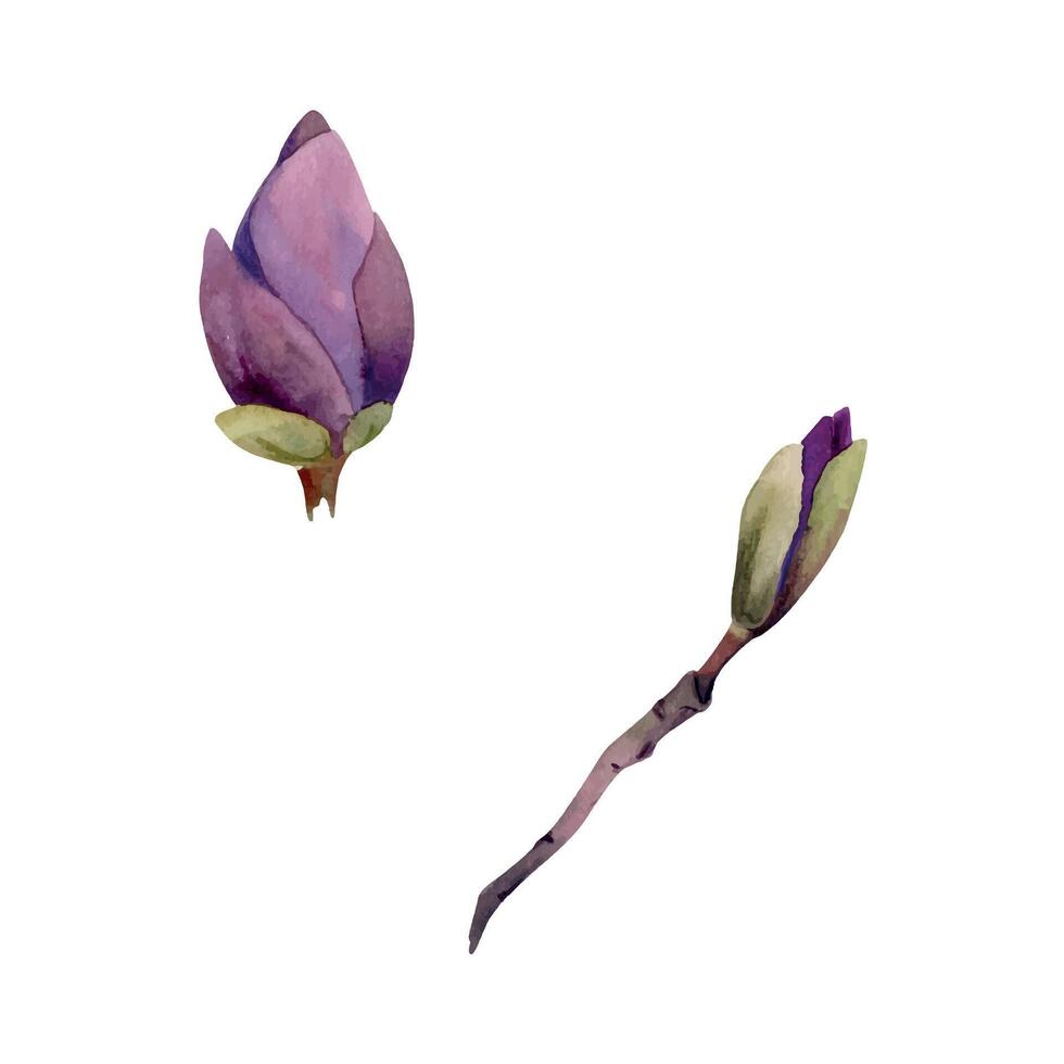 Spring flower, mauve magnolia camelia tree bush buds on branch, exotic isolated botanical illustration hand drawn in watercolor. Single element object for florist shop, stationery, wedding bouquet. vector