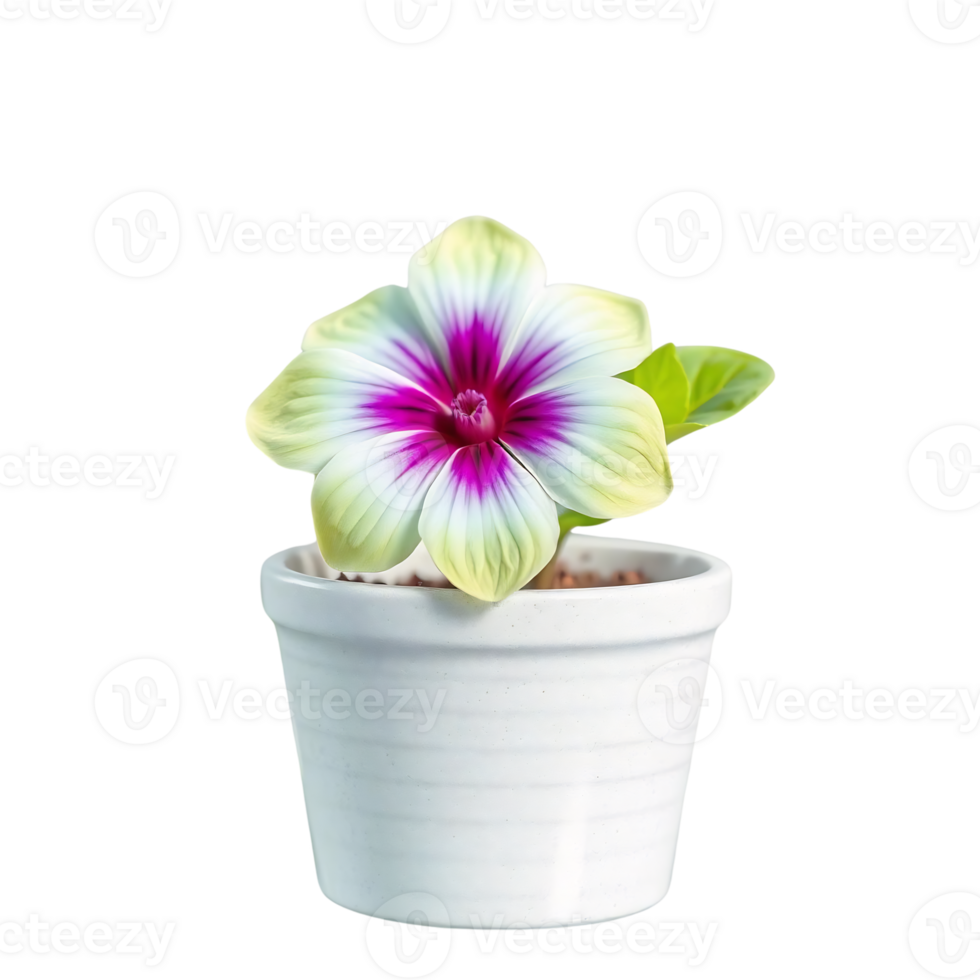 Single pale yellow and magenta flower in small white pot. png
