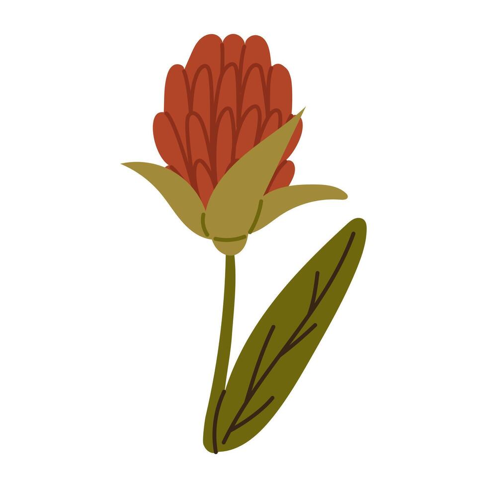 Proteus flower on a white background. Tropical royal protea flower in bloom painted sideways. Herbarium, dried flower. Design for printing greeting cards, invitations, fabric, wrapping paper. Flat vector