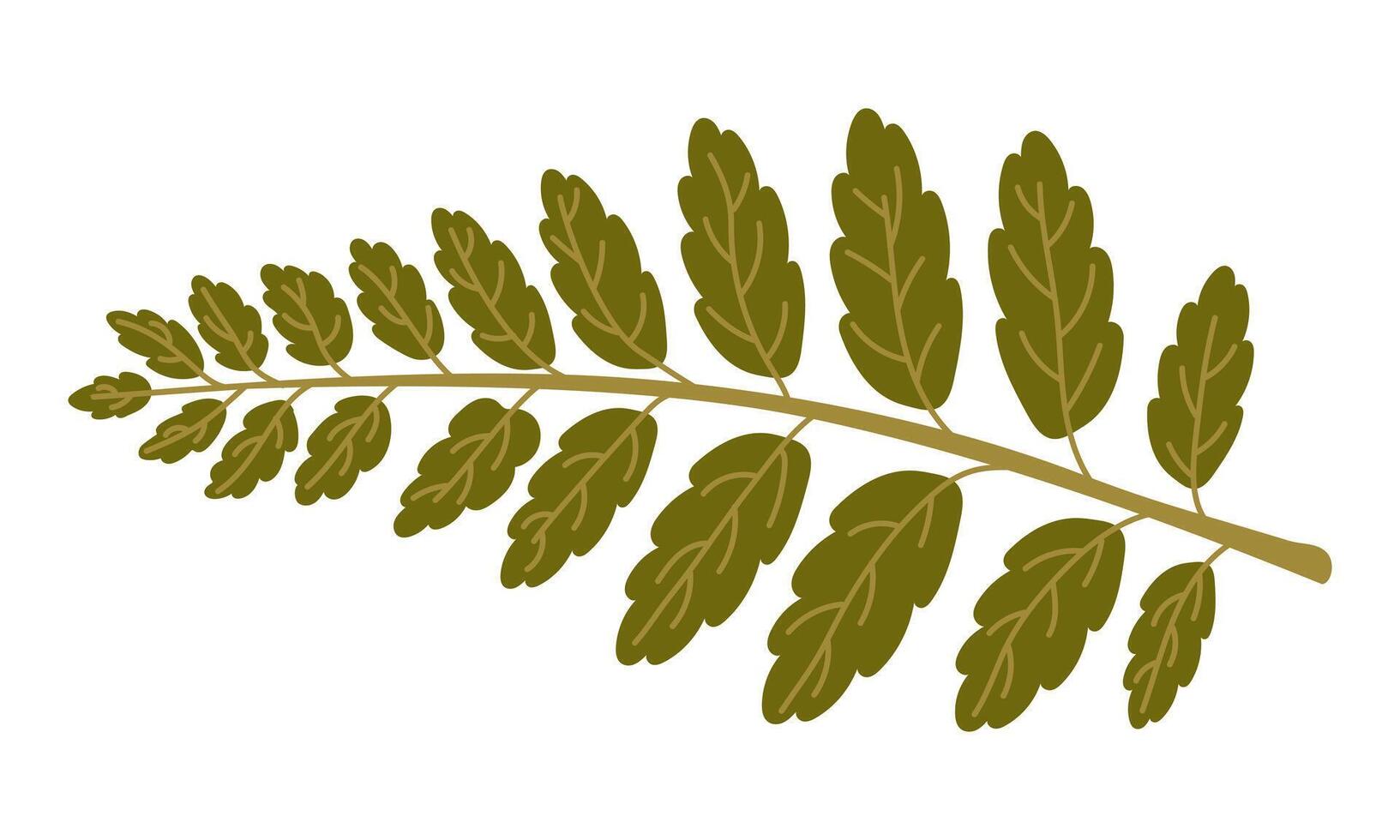 A flat illustration of a fern branch. illustration of green leaves isolated on white. Dried flower, herbarium, forest motif. Collecting flowers and leaves vector
