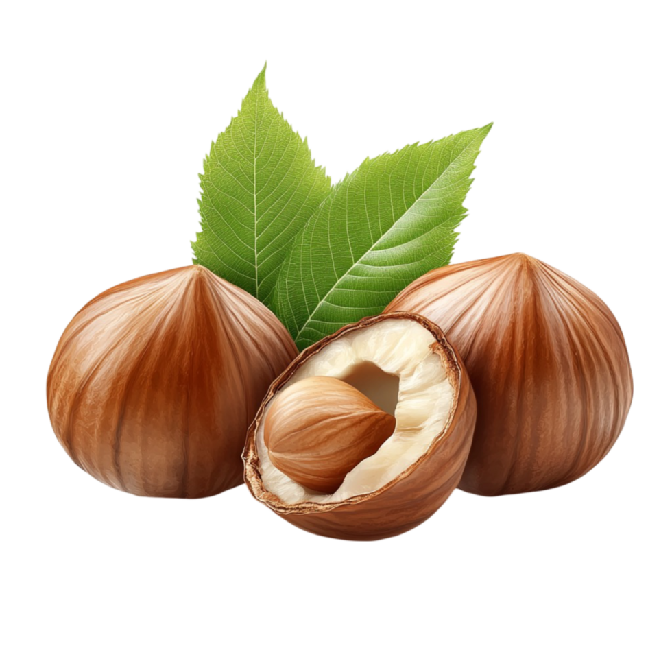 Hazelnuts with Leaves png