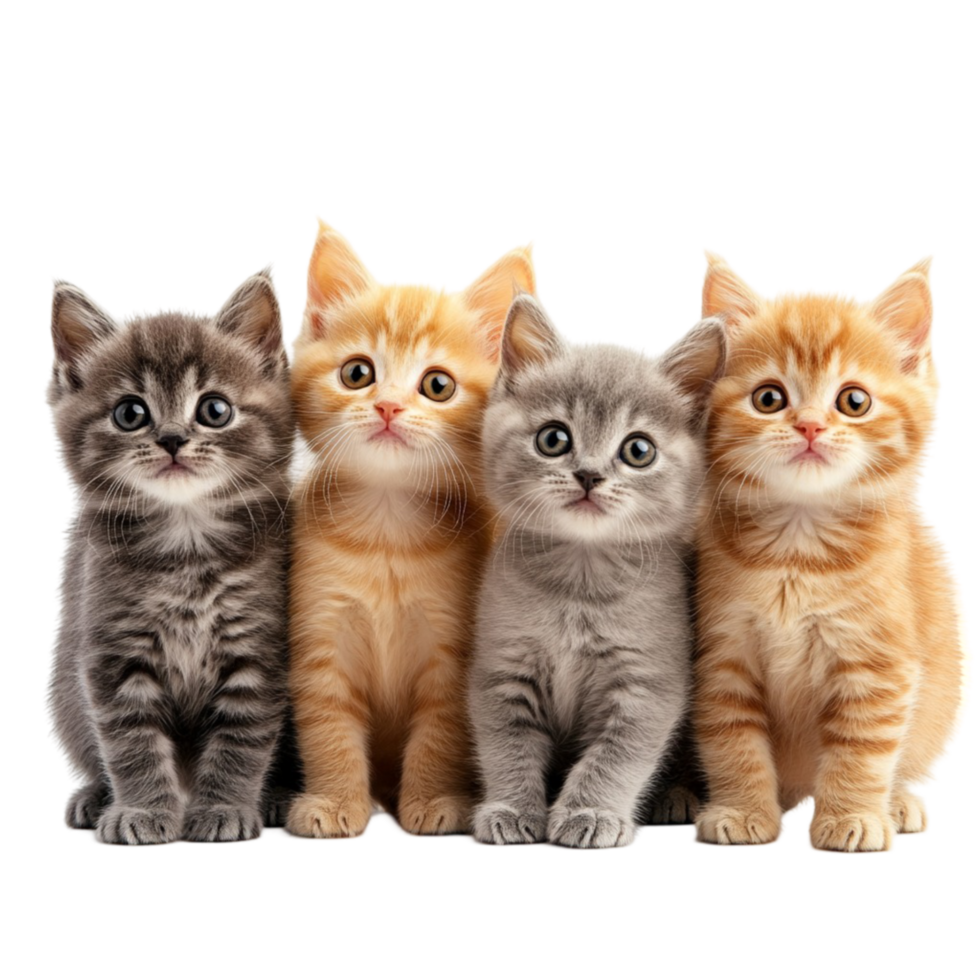 Playful Kittens Posing Together png