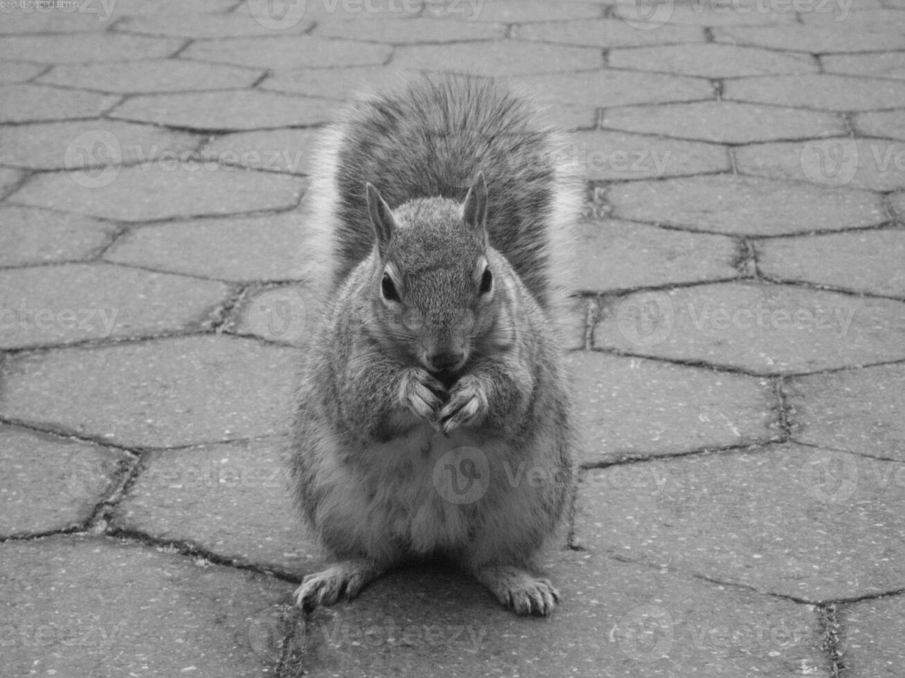 Squirrel close view background. Cute little squirrel in its natural habitat. Black and white monochrome grayscale photo
