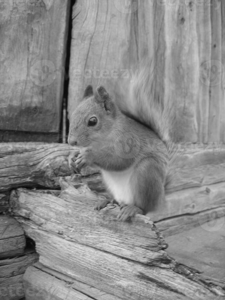 Squirrel close view background. Cute little squirrel in its natural habitat. Black and white monochrome grayscale photo