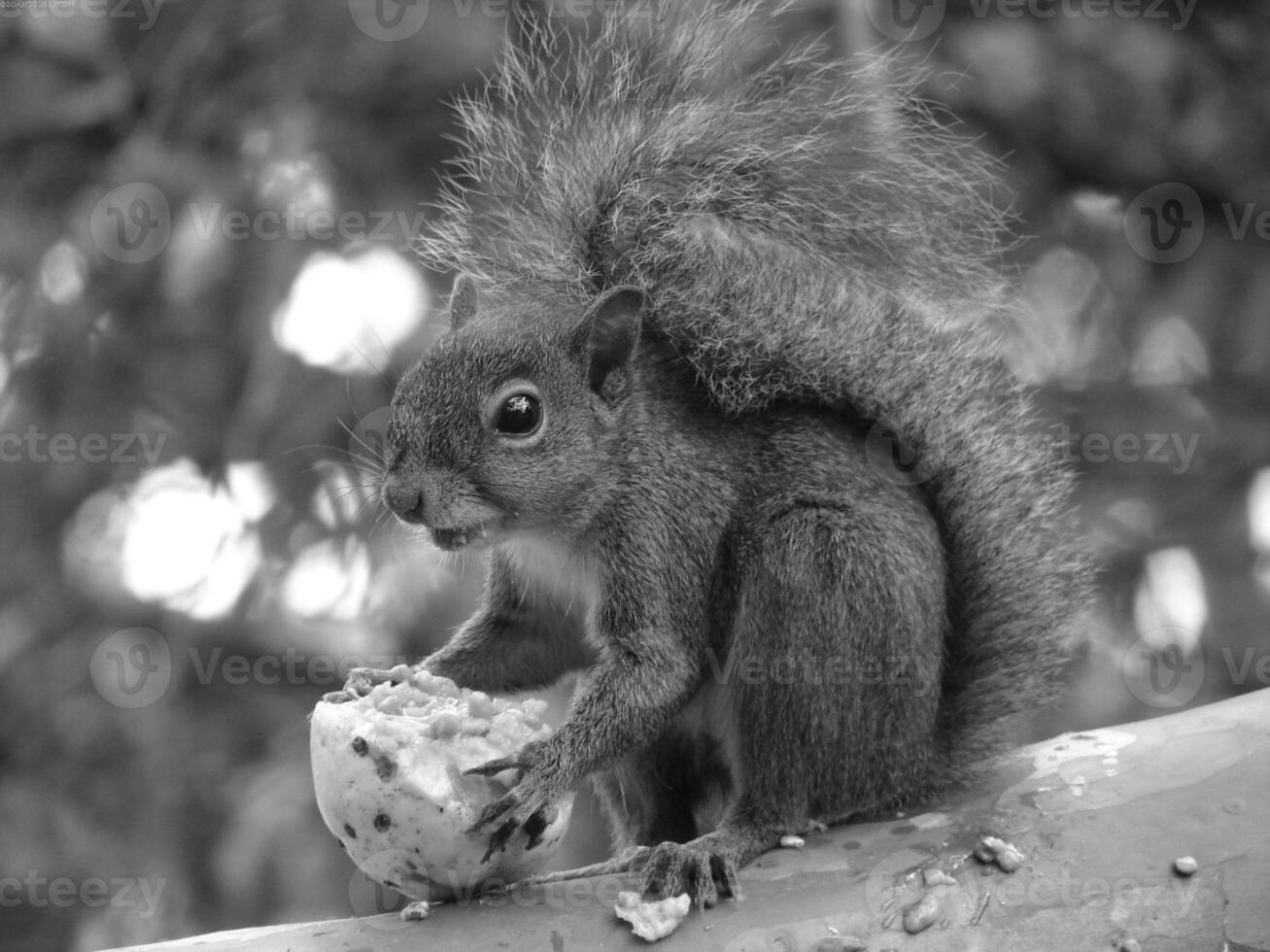 Squirrel close view background. Cute little squirrel in its natural habitat. Black and white monochrome grayscale photo