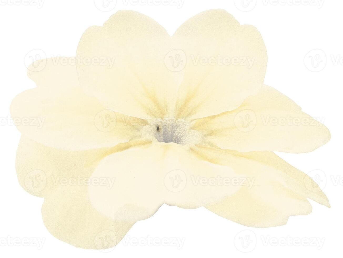 Flower shape isolated over solid background. Flower close view clipart template photo