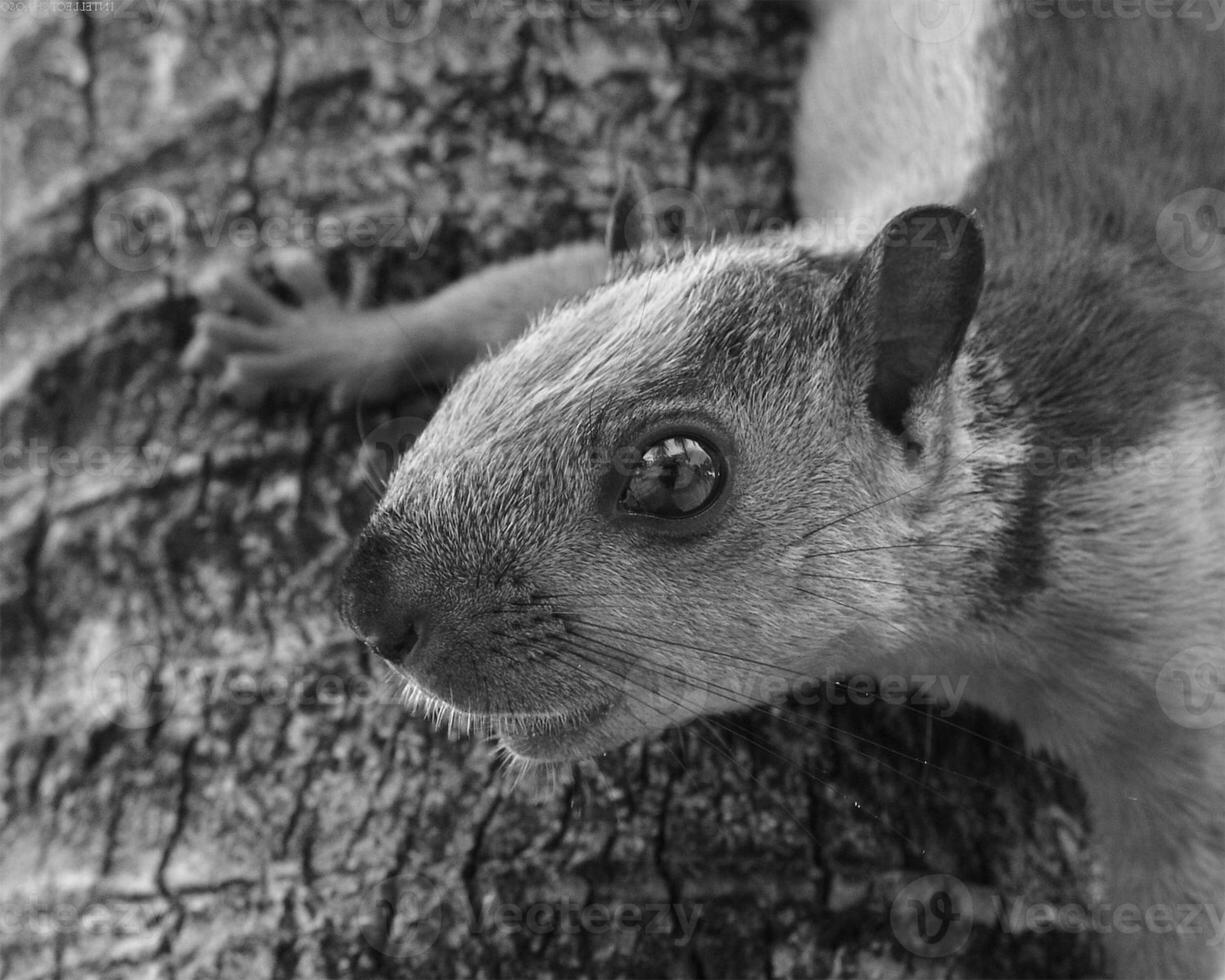 Squirrel close view background. Cute little squirrel in its natural habitat. Black and white monochrome grayscale photo