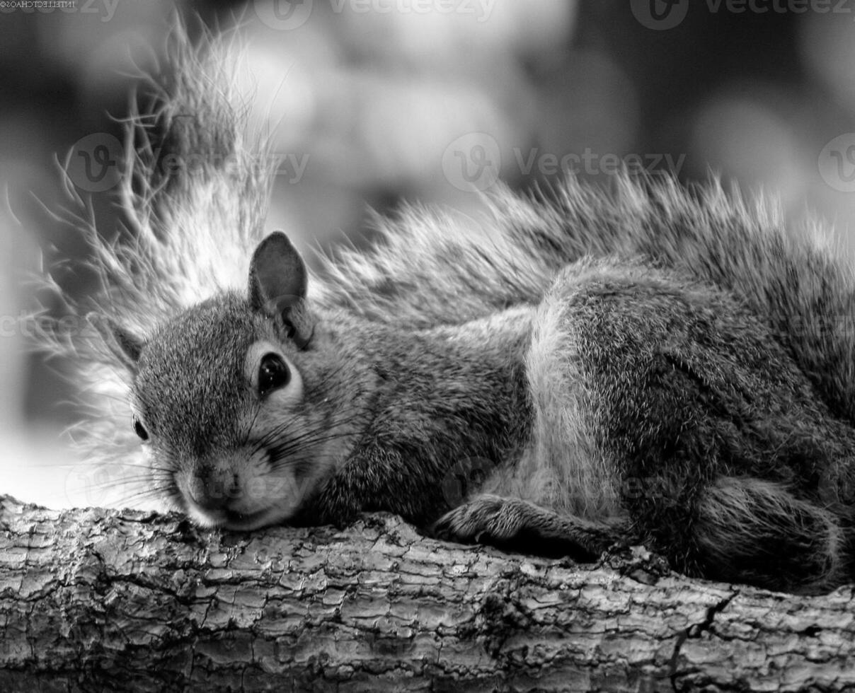Squirrel close view background. Cute little squirrel in its natural habitat. Black and white monochrome grayscale photo
