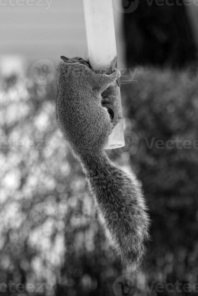 Squirrel close view background. Cute little squirrel in its natural habitat. Black and white monochrome grayscale photo