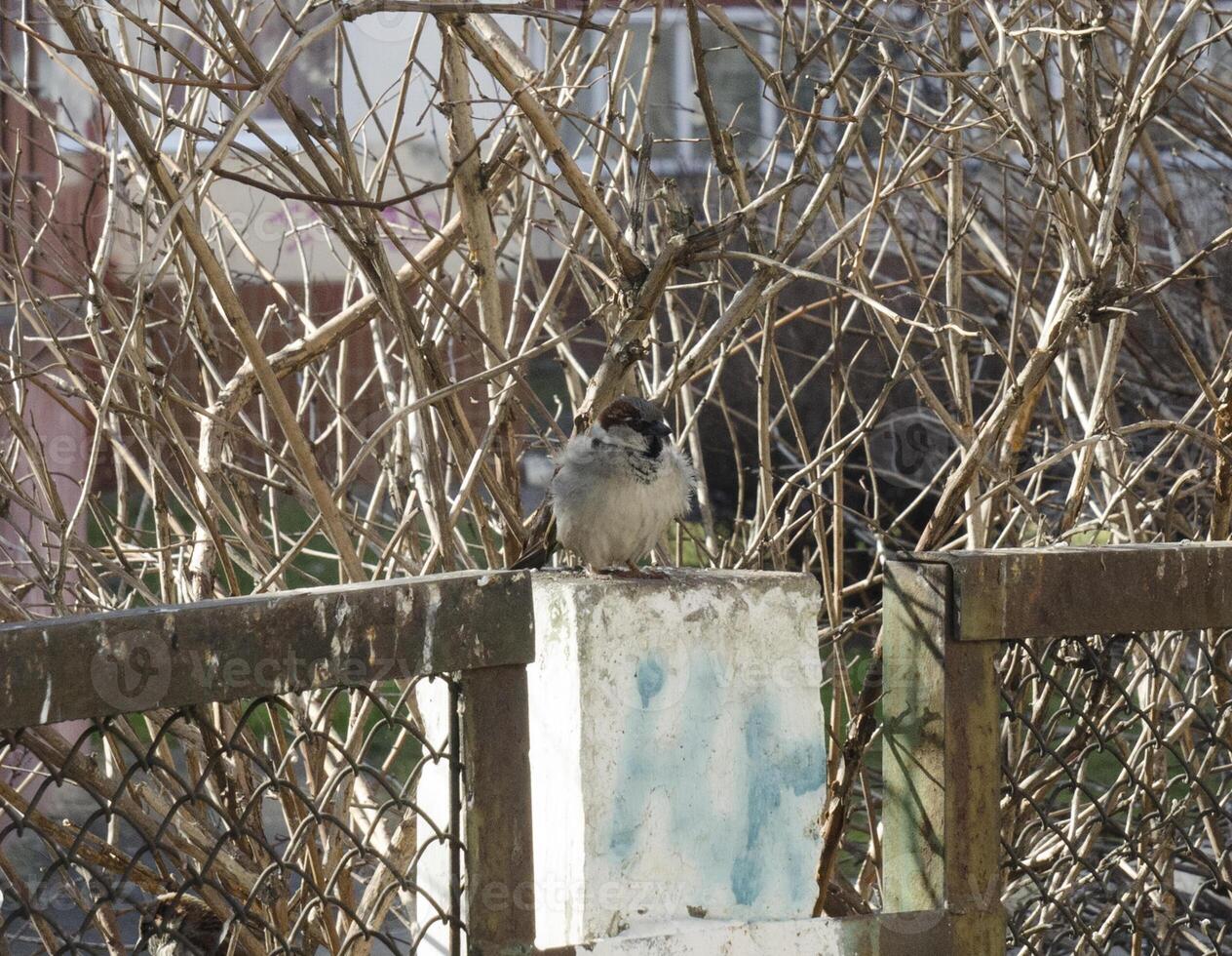 Sparrow in branches photo