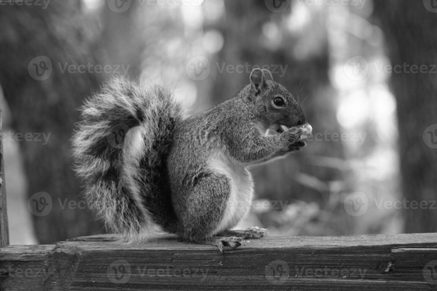 Squirrel close view background. Cute little squirrel in its natural habitat. Black and white monochrome grayscale photo