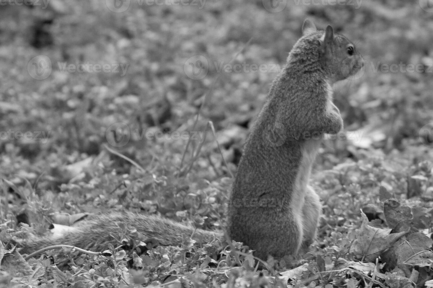 Squirrel close view background. Cute little squirrel in its natural habitat. Black and white monochrome grayscale photo