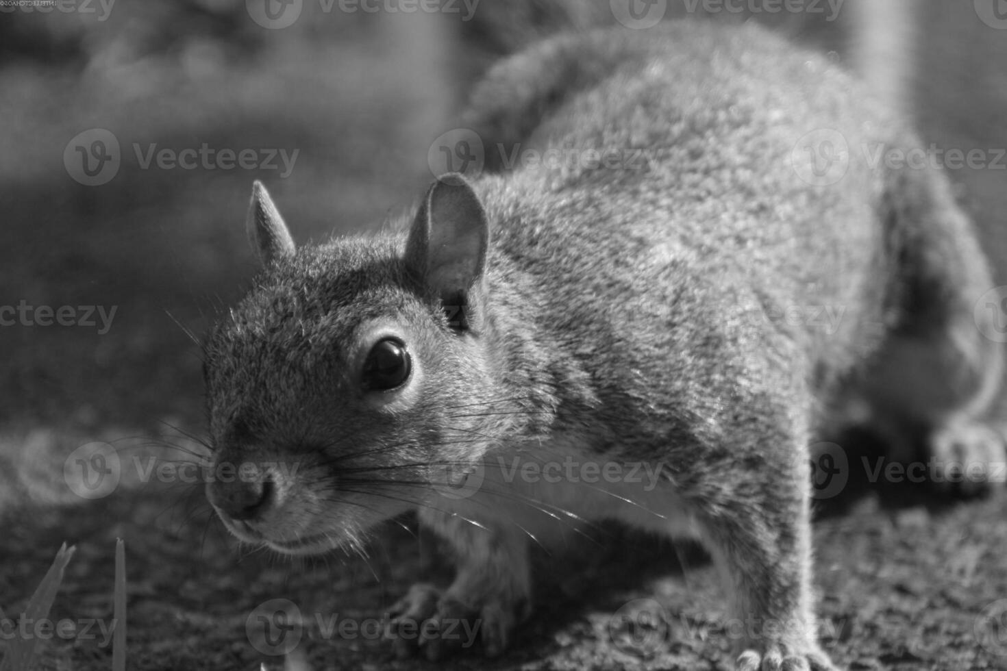 Squirrel close view background. Cute little squirrel in its natural habitat. Black and white monochrome grayscale photo