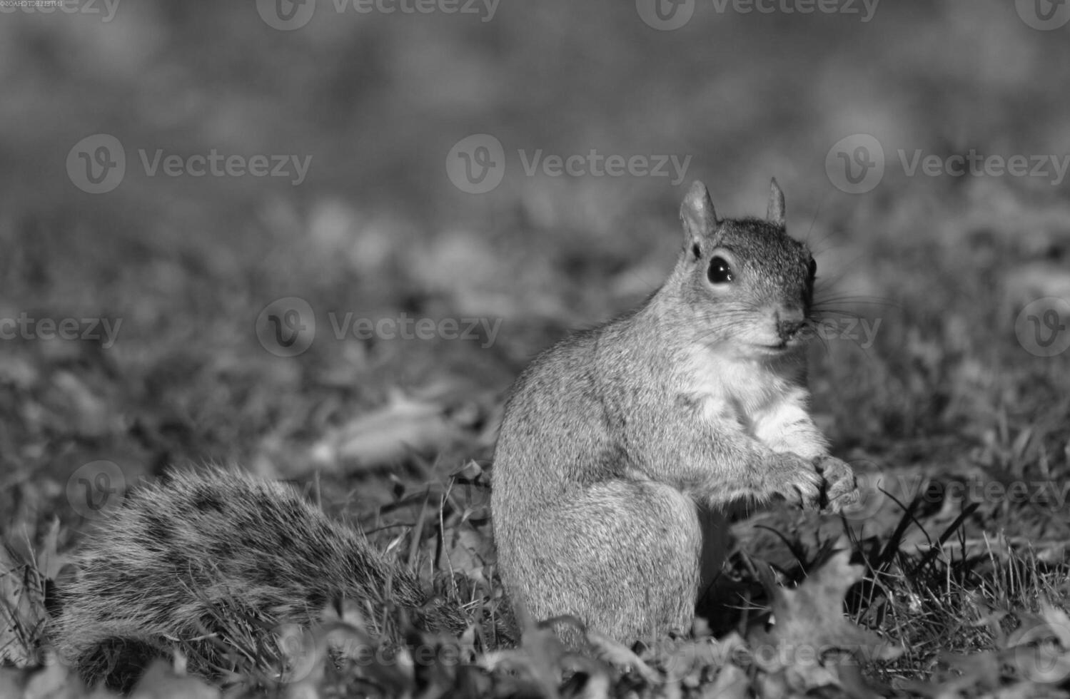 Squirrel close view background. Cute little squirrel in its natural habitat. Black and white monochrome grayscale photo
