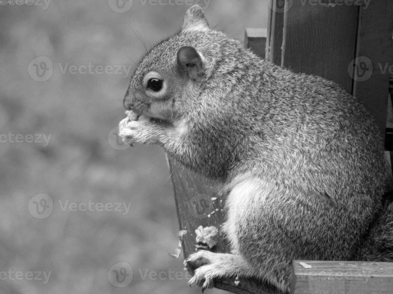 Squirrel close view background. Cute little squirrel in its natural habitat. Black and white monochrome grayscale photo