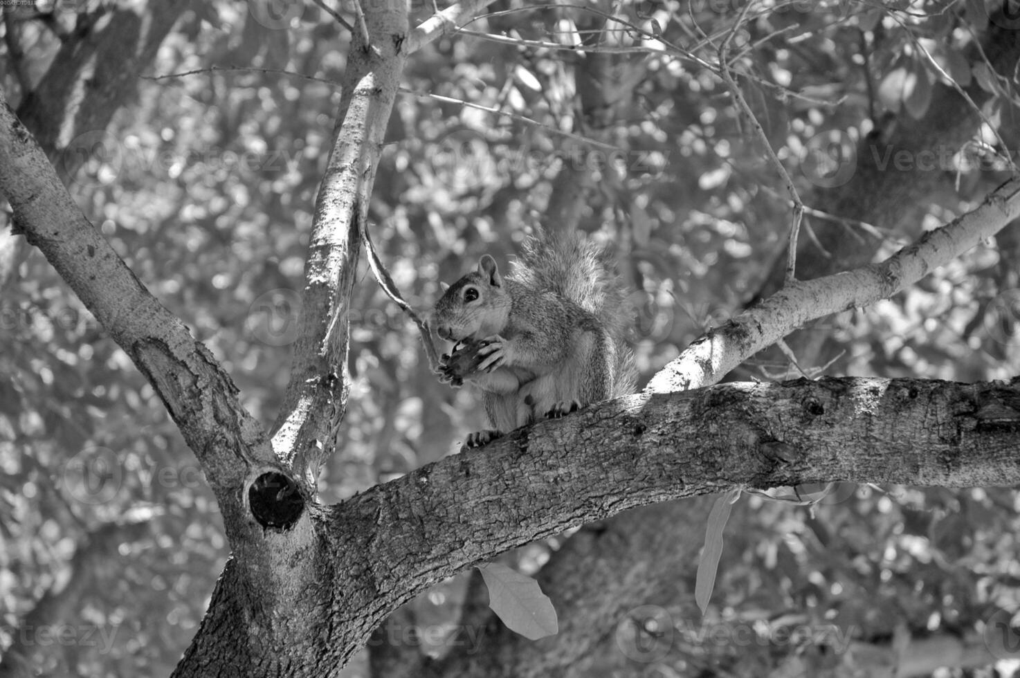 Squirrel close view background. Cute little squirrel in its natural habitat. Black and white monochrome grayscale photo