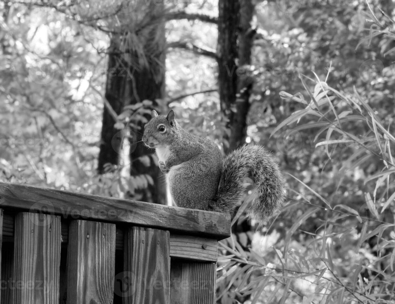 Squirrel close view background. Cute little squirrel in its natural habitat. Black and white monochrome grayscale photo